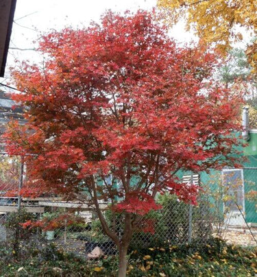 Acer palmatum 'Trompenburg' - mapleridgenursery